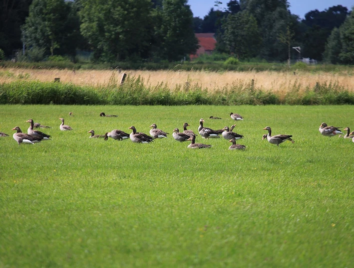 Gänsegruppe grast auf grüner Wiese, umgeben von Bäumen und Feldern unter blauem Himmel.