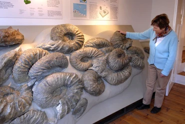 Einzigartige große Ammoniten im Heimathaus Borgholzhausen Eine Frau betrachtet riesige Ammonitenfossilien, die auf einer Museumswand ausgestellt sind.