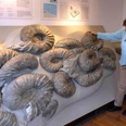Einzigartige große Ammoniten im Heimathaus Borgholzhausen Eine Frau betrachtet riesige Ammonitenfossilien, die auf einer Museumswand ausgestellt sind.