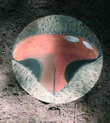 Der große Lebens-Kreis-Lauf Kunstinstallation im Wald zeigt einen farbenfrohen, kreisförmigen Erdton mit natürlichen Texturen.