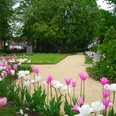 Groene Plaats Ein gepflegter Parkweg führt durch eine blühende Landschaft aus zartrosa und weißen Tulpen.