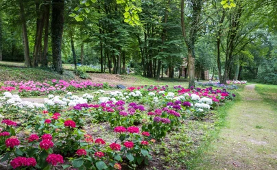 Hortensia Garden im Skulpturenparkpark Lengerich Bunte Hortensien in farbenfrohen Beeten, umgeben von hohen Bäumen im Skulpturenpark Lengerich.