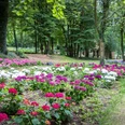 Hortensia Garden im Skulpturenparkpark Lengerich Bunte Hortensien in farbenfrohen Beeten, umgeben von hohen Bäumen im Skulpturenpark Lengerich.