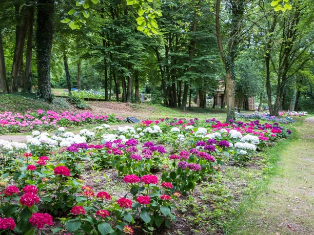Hortensia Garden im Skulpturenparkpark Lengerich Bunte Hortensien in farbenfrohen Beeten, umgeben von hohen Bäumen im Skulpturenpark Lengerich.