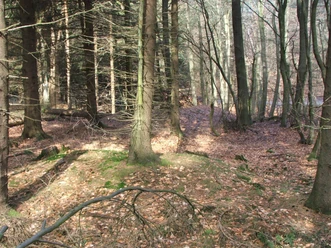 Herbstlicher Waldweg von sonnengefluteten Laubbäumen gesäumt, bedeckt mit Blättern und Moos.