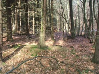Herbstlicher Waldweg von sonnengefluteten Laubbäumen gesäumt, bedeckt mit Blättern und Moos.
