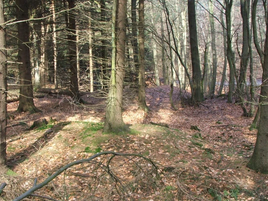 Wegesperre Stapelage Herbstlicher Waldweg von sonnengefluteten Laubbäumen gesäumt, bedeckt mit Blättern und Moos.