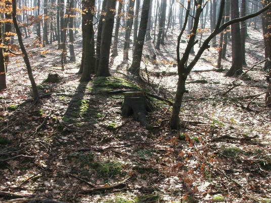 Ein von Bäumen umgebener, vermooster Baumstumpf im lichten, sonnenbeschienenen Wald im Herbst.