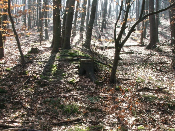 Wegesperre Stapelage Ein von Bäumen umgebener, vermooster Baumstumpf im lichten, sonnenbeschienenen Wald im Herbst.