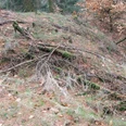 Ein bewaldeter Hang voller gefallener Äste im Stapelager Pass mit herbstlichem Laubboden.