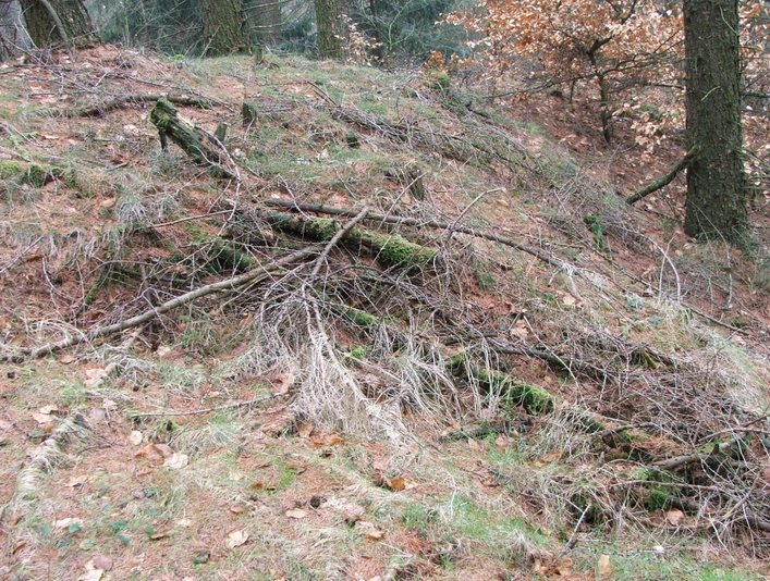 Ein bewaldeter Hang voller gefallener Äste im Stapelager Pass mit herbstlichem Laubboden.