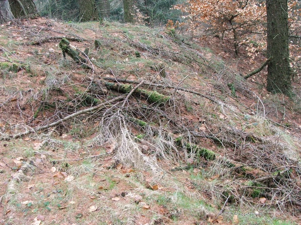 Wegesperre Stapelager Pass Ein bewaldeter Hang voller gefallener Äste im Stapelager Pass mit herbstlichem Laubboden.