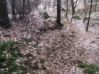 Verschneiter Waldweg mit leichter Bodenmulde, umgeben von Laubbäumen und moosbewachsenen Flächen.