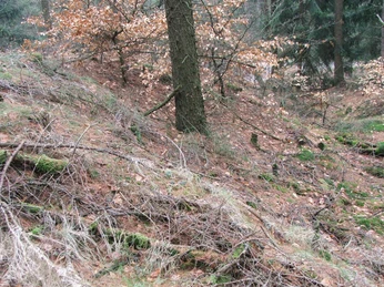 Wegesperre Stapelager Pass Laub- und Nadelbäume in einem unwegsamen, leicht abfallenden Waldgebiet mit kahlen Ästen im Vordergrund.