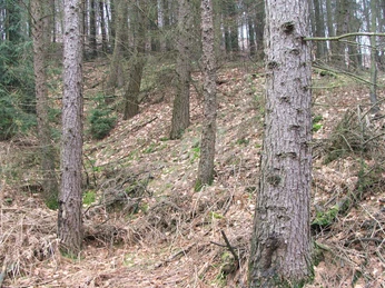 Wegesperre Stapelager Pass Verschlossene Forststraße im Stapelager Pass, umgeben von dichtem Nadelwald und hölzernen Absperrungen.