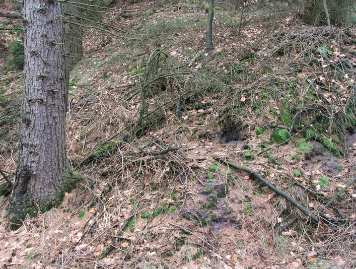 Wegesperre Stapelager Pass Im Wald gelegener, durch Geäst blockierter Wanderweg mit Laub und Moos bedecktem Boden.