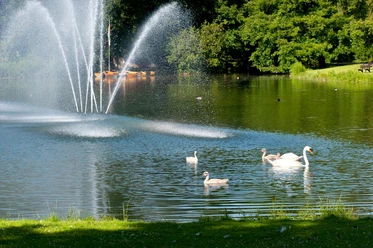 Fontäne Kurparksee Landschaftsgarten Fontäne im Kurparksee mit Schwänen und dichtem Grün im Hintergrund, einladend für Spaziergänger.