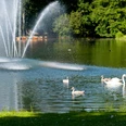 Fontäne Kurparksee Landschaftsgarten Fontäne im Kurparksee mit Schwänen und dichtem Grün im Hintergrund, einladend für Spaziergänger.