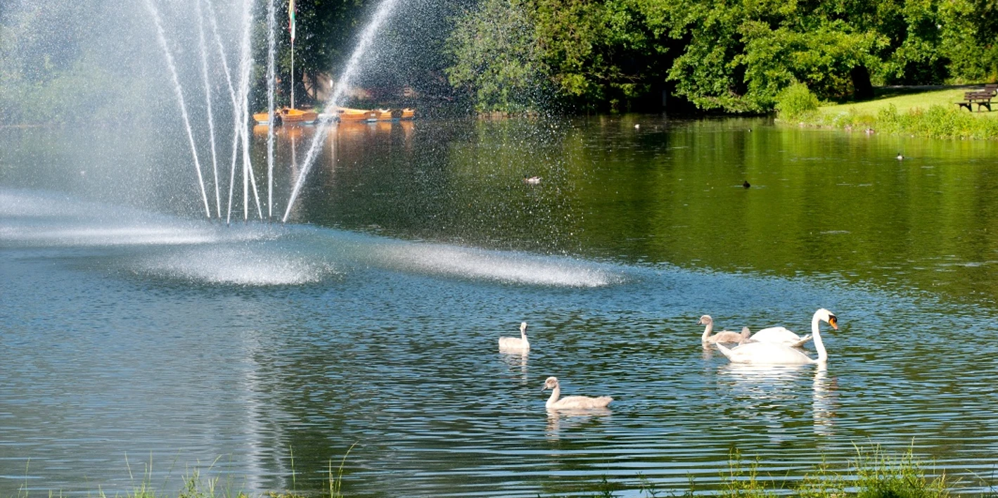 Fontäne Kurparksee Landschaftsgarten Fontäne im Kurparksee mit Schwänen und dichtem Grün im Hintergrund, einladend für Spaziergänger.