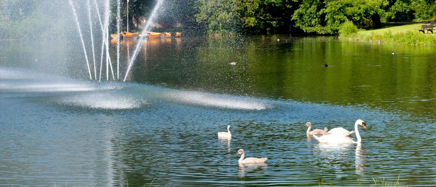 Fontäne Kurparksee Landschaftsgarten Fontäne im Kurparksee mit Schwänen und dichtem Grün im Hintergrund, einladend für Spaziergänger.