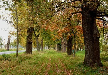 Fürstenallee bei Oesterholz-Haustenbeck Herbstliche Baumallee mit Eichen, gesäumt von einem grasbewachsenen Weg neben einer Landstraße.