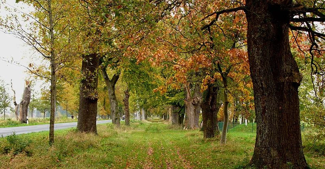 Fürstenallee bei Oesterholz-Haustenbeck Herbstliche Baumallee mit Eichen, gesäumt von einem grasbewachsenen Weg neben einer Landstraße.