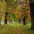 Fürstenallee bei Oesterholz-Haustenbeck Herbstliche Baumallee mit Eichen, gesäumt von einem grasbewachsenen Weg neben einer Landstraße.