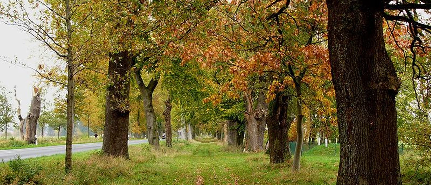Fürstenallee bei Oesterholz-Haustenbeck Herbstliche Baumallee mit Eichen, gesäumt von einem grasbewachsenen Weg neben einer Landstraße.
