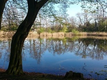 Bäume spiegeln sich in einem ruhigen Teich, umgeben von Schilf und spärlich belaubten Ästen.