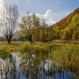 Herbstliche Landschaft am Taubenborn mit stillen Wasserflächen und farbenprächtigem Wald im Hintergrund.
