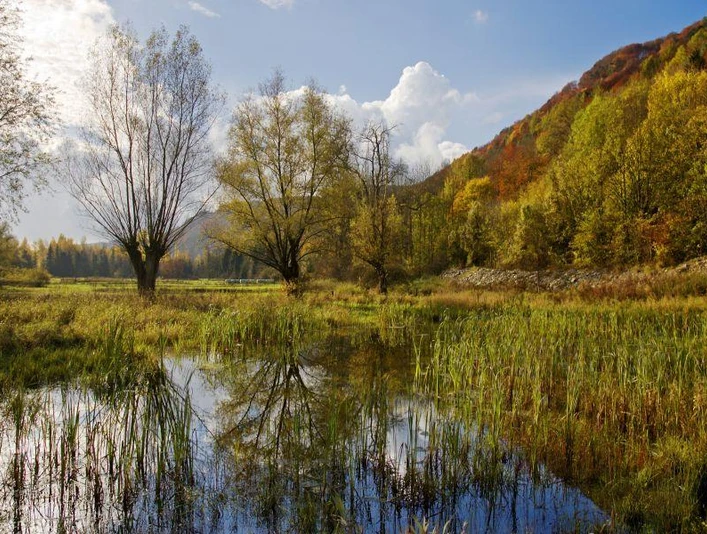 Herbstliche Landschaft am Taubenborn mit stillen Wasserflächen und farbenprächtigem Wald im Hintergrund.