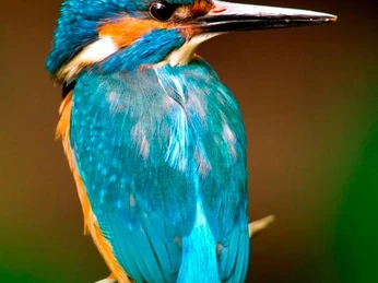 Der Eisvogel - Juwel der Lüfte Ein beeindruckender Eisvogel mit leuchtend blauem Gefieder sitzt aufmerksam auf einem Ast.