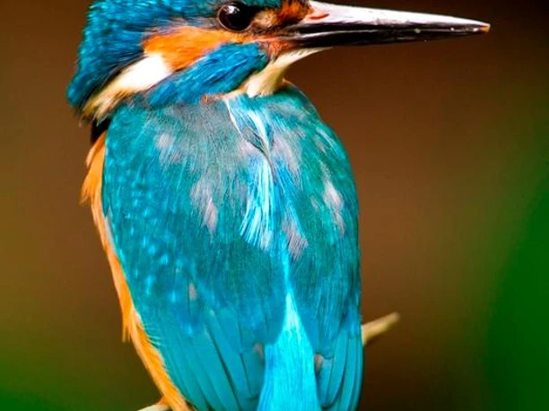 Der Eisvogel - Juwel der Lüfte Ein beeindruckender Eisvogel mit leuchtend blauem Gefieder sitzt aufmerksam auf einem Ast.