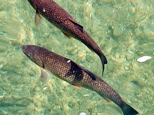 Der Döbel Zwei Döbel schwimmen nebeneinander in klarem, grünlich schimmerndem Wasser.