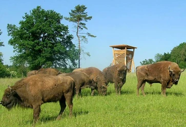 Wisentgehege am Waldinformationszentrum Hammerhof Wisentherde auf einer Wiese vor einem hölzernen Aussichtsturm, umgeben von Bäumen und klarem Himmel.