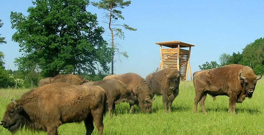 Wisentgehege am Waldinformationszentrum Hammerhof Wisentherde auf einer Wiese vor einem hölzernen Aussichtsturm, umgeben von Bäumen und klarem Himmel.
