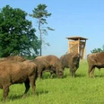 Wisentgehege am Waldinformationszentrum Hammerhof Wisentherde auf einer Wiese vor einem hölzernen Aussichtsturm, umgeben von Bäumen und klarem Himmel.