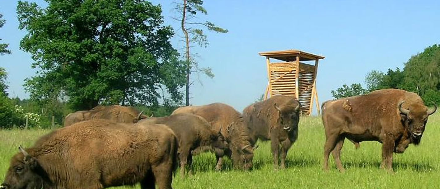 Wisentgehege am Waldinformationszentrum Hammerhof Wisentherde auf einer Wiese vor einem hölzernen Aussichtsturm, umgeben von Bäumen und klarem Himmel.