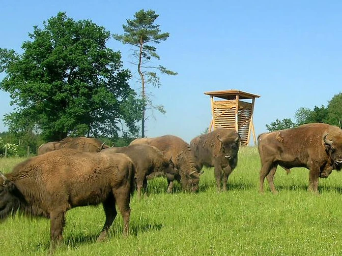 Wisentgehege am Waldinformationszentrum Hammerhof Wisentherde auf einer Wiese vor einem hölzernen Aussichtsturm, umgeben von Bäumen und klarem Himmel.