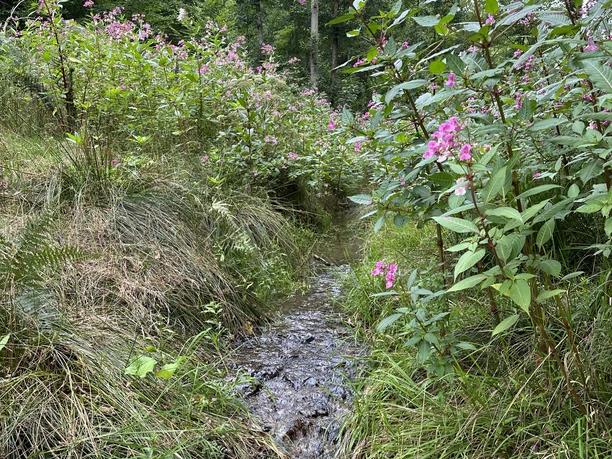 Eifgenbach Runde Ein kleiner, naturbelassener Bach fließt durch eine üppige, blühende Landschaft mit rosa Blumen.