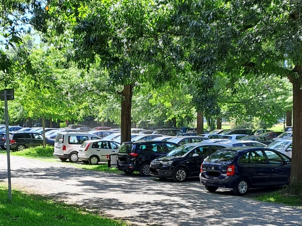 Parkplatz an einer von Bäumen gesäumten Straße mit vielen parkenden Autos und dichtem Laub im Hintergrund.