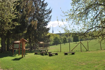 Wildgehege Willebadessen Ein weitläufiges Wildgehege mit Holzbänken, Informationstafeln, grünem Gras und Bäumen im Vordergrund.