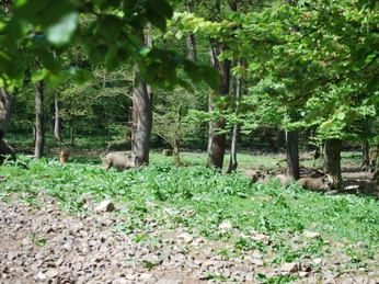 Wildgehege Willebadessen Wildschweine streifen durch ein bewaldetes Gehege mit grünem Unterholz und verstreuten Felsen.