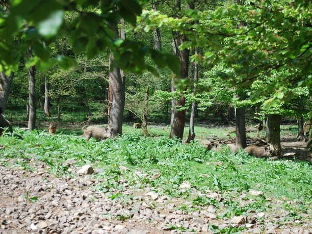 Wildgehege Willebadessen Wildschweine streifen durch ein bewaldetes Gehege mit grünem Unterholz und verstreuten Felsen.