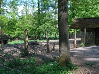 Wildgehege in Willebadessen Wildgehege mit eingezäuntem Areal, Baum und Unterstand, umgeben von dichtem, grünen Wald.