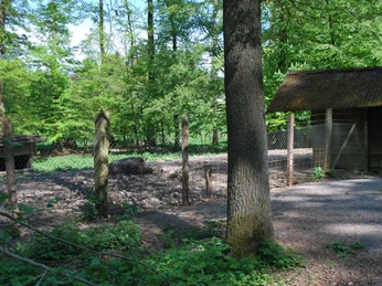 Wildgehege in Willebadessen Wildgehege mit eingezäuntem Areal, Baum und Unterstand, umgeben von dichtem, grünen Wald.