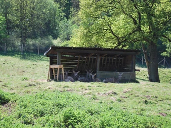 Wildgehege Willebadessen - Unterstand Ein hölzerner Unterstand im Wildgehege Willebadessen bietet Schutz für mehrere Rehe auf einer grünen Wiese.