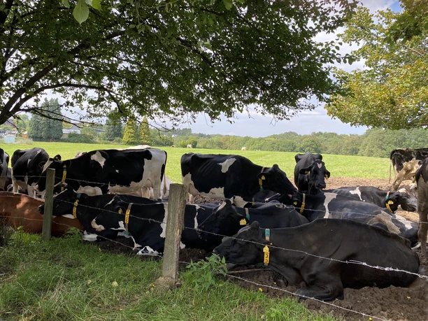Kühe an der Eifgenbach Runde Kühe ruhen gemütlich unter einem Baum auf einer grünen Weide, umgeben von Weidezäunen.