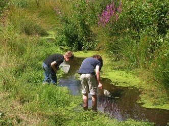 Zwei Jungen knien mit Keschern in einem kleinen, von grüner Vegetation umgebenen Bach.