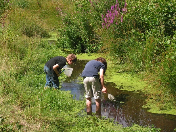 Auf Entdeckertour Zwei Jungen knien mit Keschern in einem kleinen, von grüner Vegetation umgebenen Bach.